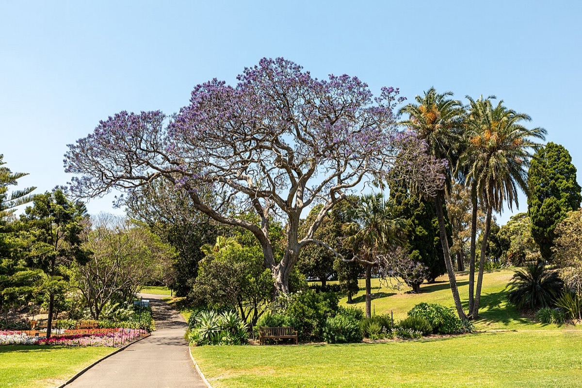 Royal Botanic Garden