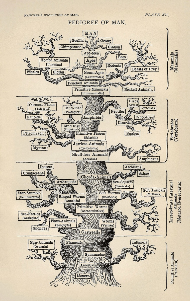 Tree of Life