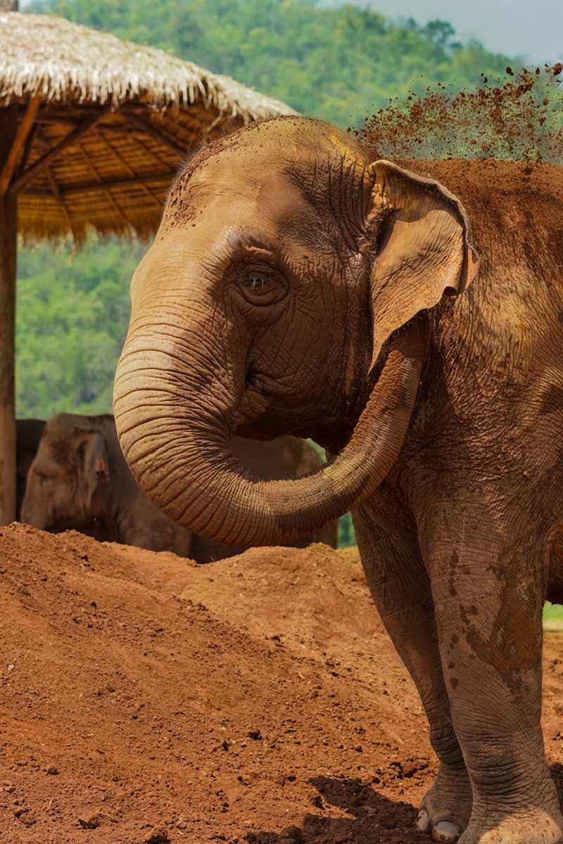 Elephant Nature Park
