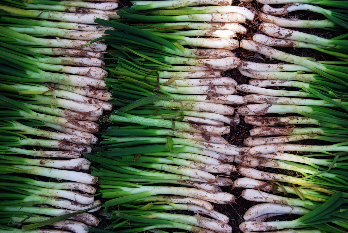 Calçots & romesco