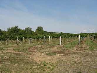 Slovak wine