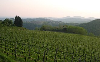 Slovenian wine