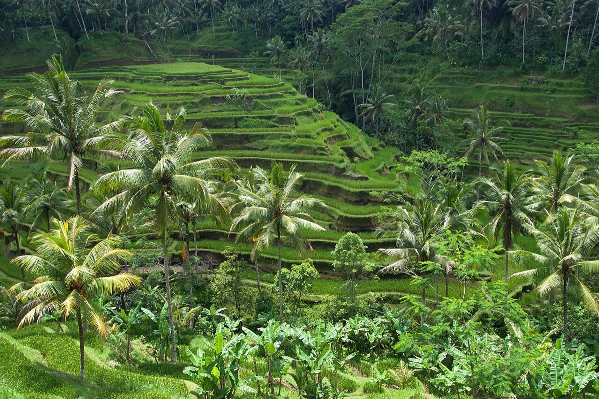 Tegallalang Rice Terraces